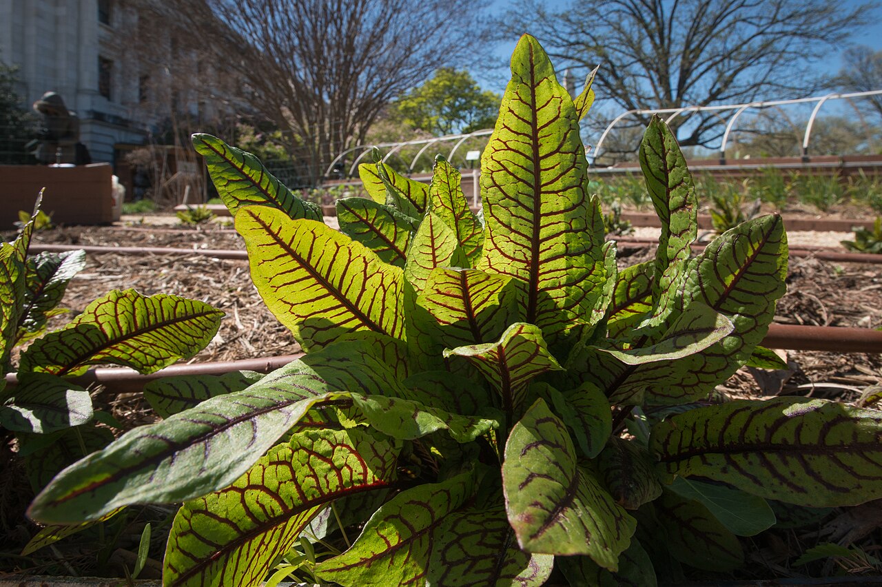 A clump of red-veined sorrel with bright green, burgundy-veined leaves growing in a garden bed mulched with wood chips