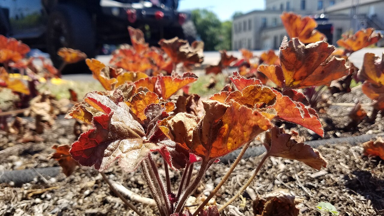 Young coral bells with ruffled copper and amber leaves glowing in the sun, planted in a gravel-mulched bed