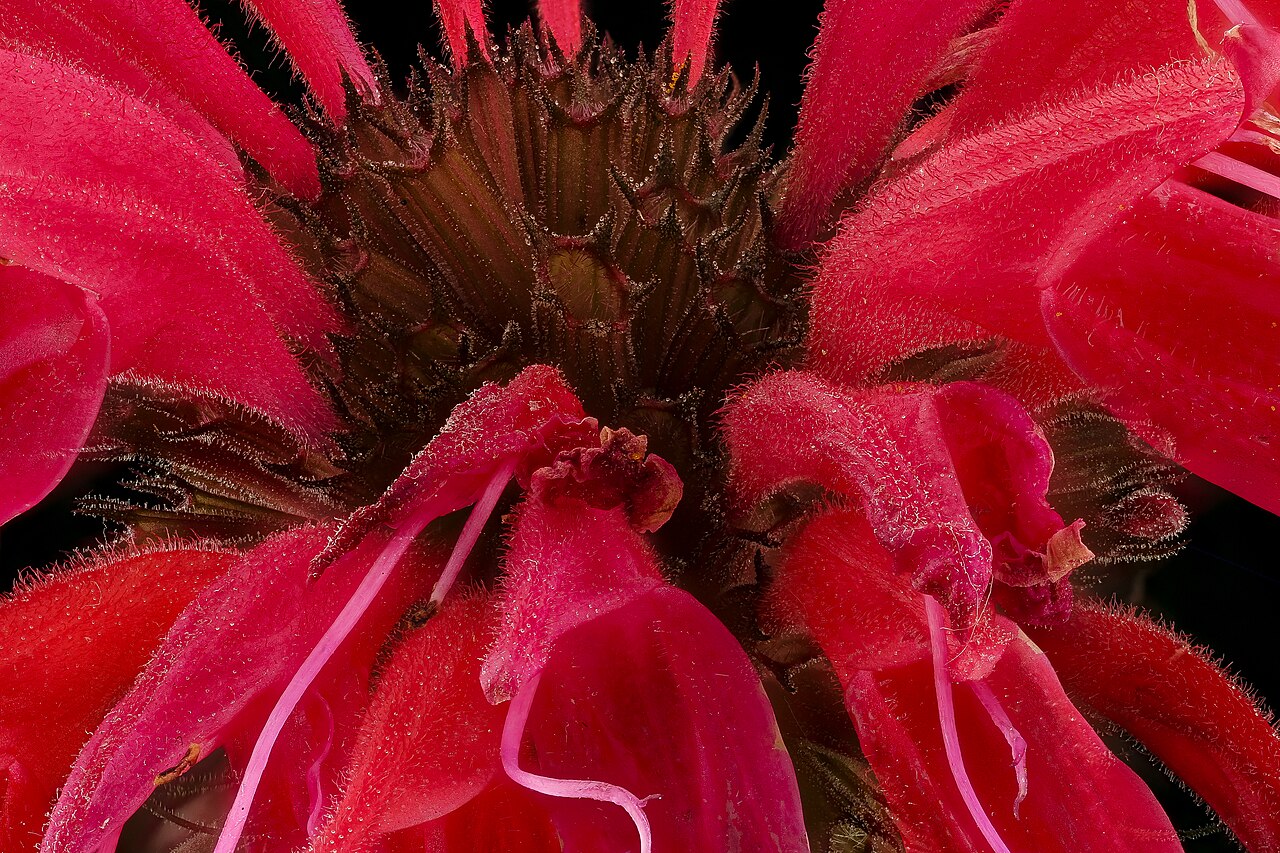 Close-up of a scarlet bee balm flower head with a ring of narrow, tubular red petals