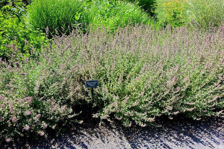 A wide, soft mound of 'Walker's Low' catmint covered in lavender-blue flower spikes in a sunny garden bed