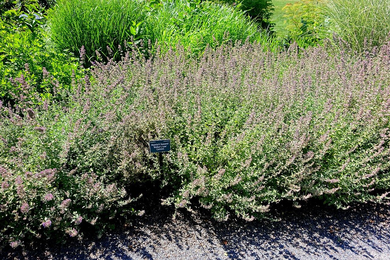 A wide, soft mound of 'Walker's Low' catmint covered in lavender-blue flower spikes in a sunny garden bed
