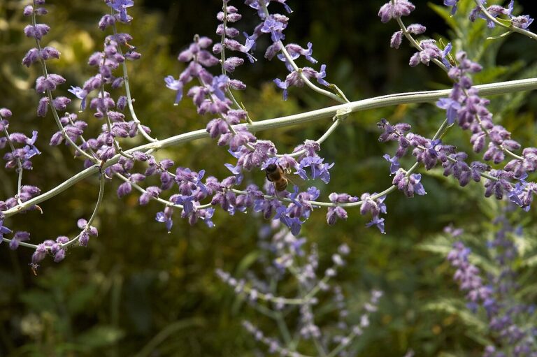 Branching silver-white stems of Russian sage lined with small lavender-blue flowers, with a bee feeding on the blooms