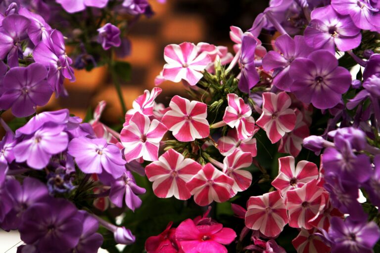 A cluster of garden phlox with pink-and-white striped flowers surrounded by violet-purple phlox blooms