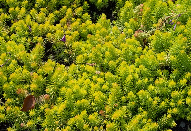 A dense mat of 'Angelina' sedum with bright chartreuse, needle-like leaves on trailing stems