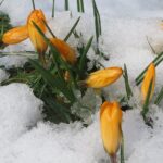 Golden yellow crocuses and their narrow leaves pushing up through melting spring snow