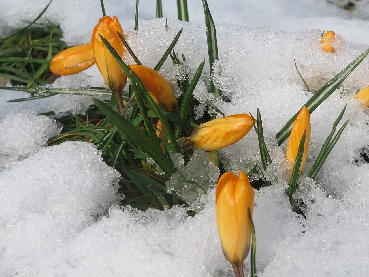 Golden yellow crocuses and their narrow leaves pushing up through melting spring snow