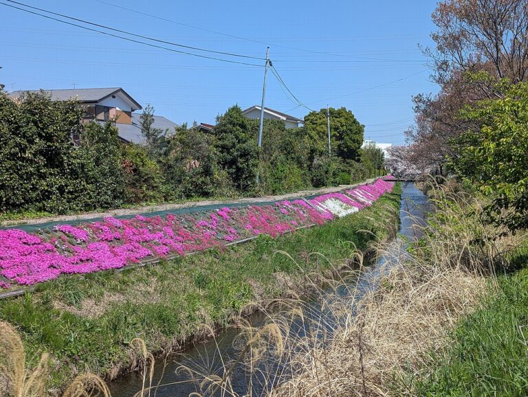 Long bands of magenta and white creeping phlox in full bloom covering the sloped bank of a narrow river in spring