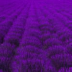 Evenly spaced rows of lavender clumps in a field below a stone farmhouse and autumn-colored hillside