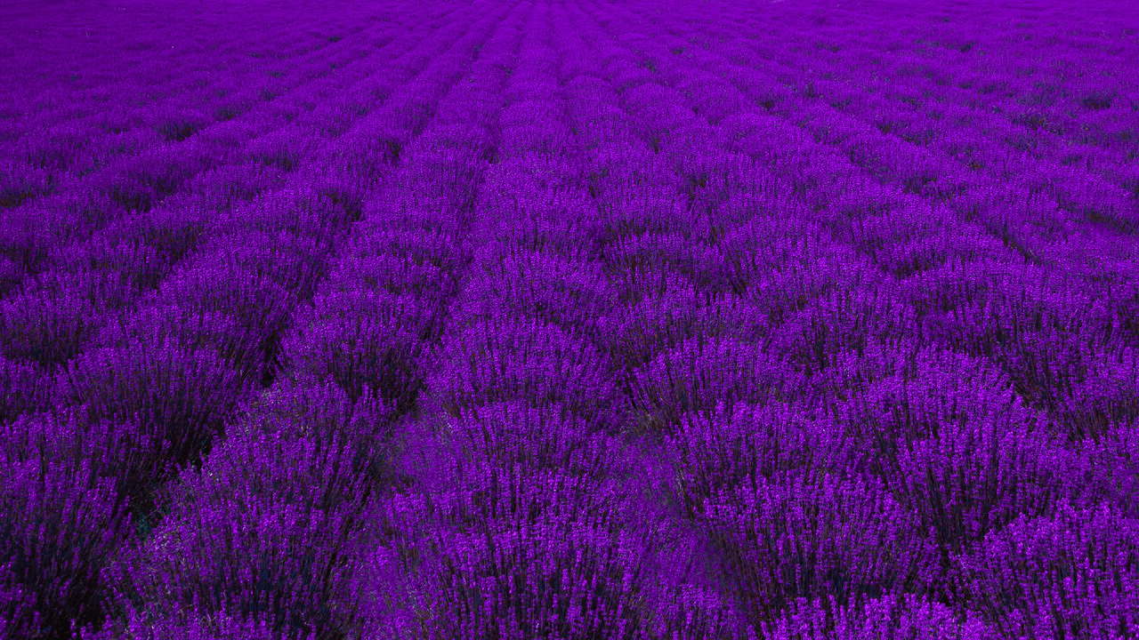 Evenly spaced rows of lavender clumps in a field below a stone farmhouse and autumn-colored hillside
