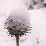 A purple coneflower seedhead capped with fresh snow, its spiky brown bracts poking out beneath the white cap