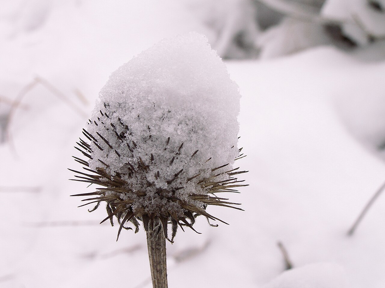 A purple coneflower seedhead capped with fresh snow, its spiky brown bracts poking out beneath the white cap