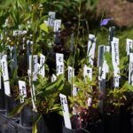 Potted perennials with plant labels set out on the grass beside a garden bed, ready for planting