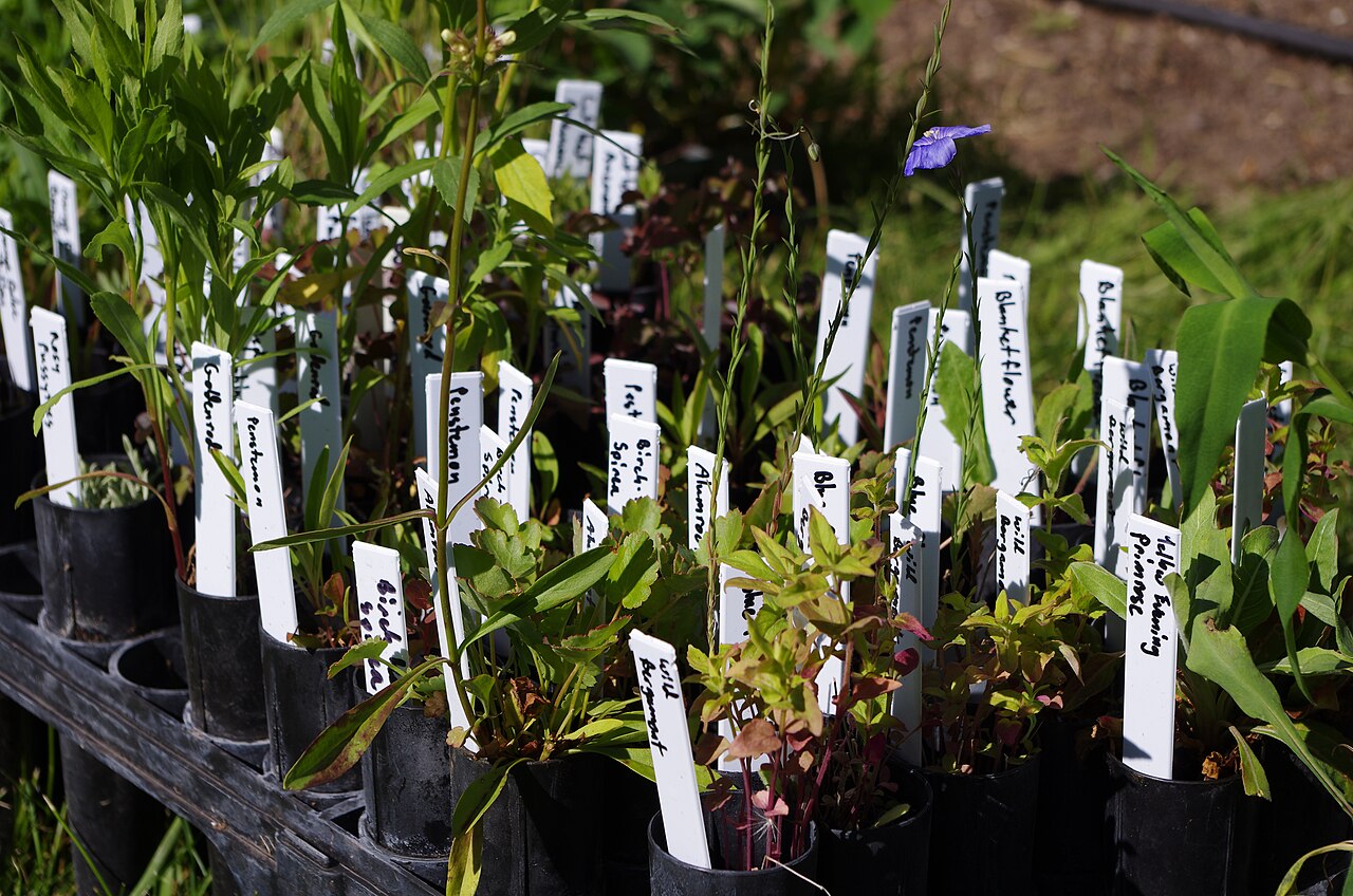Potted perennials with plant labels set out on the grass beside a garden bed, ready for planting